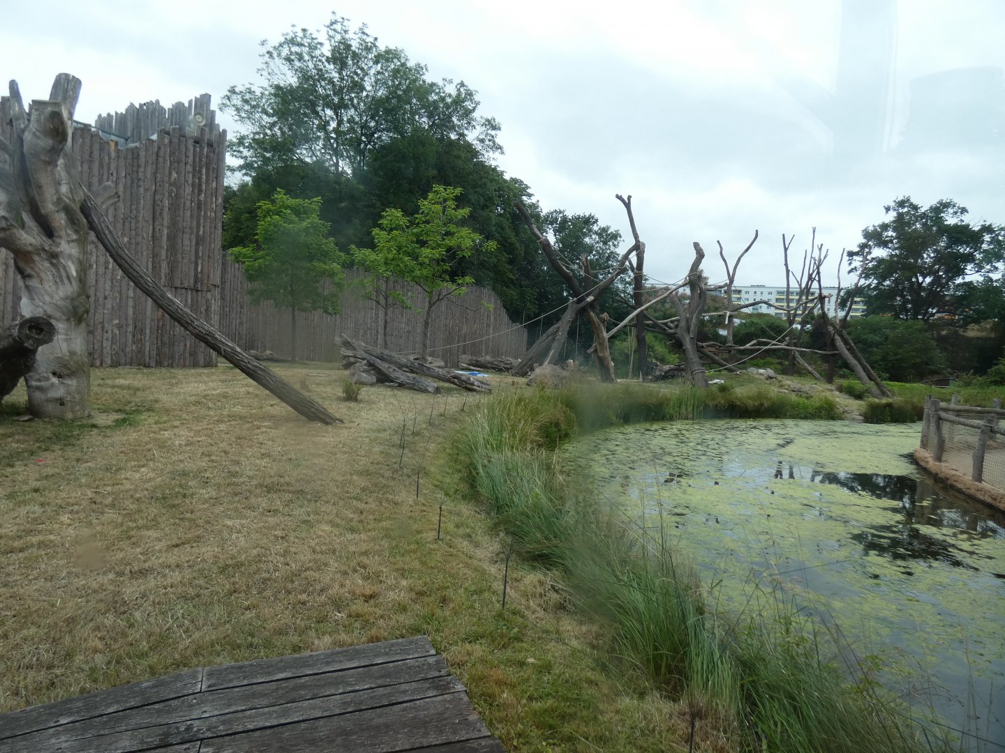 View of moated Chimp outdoor