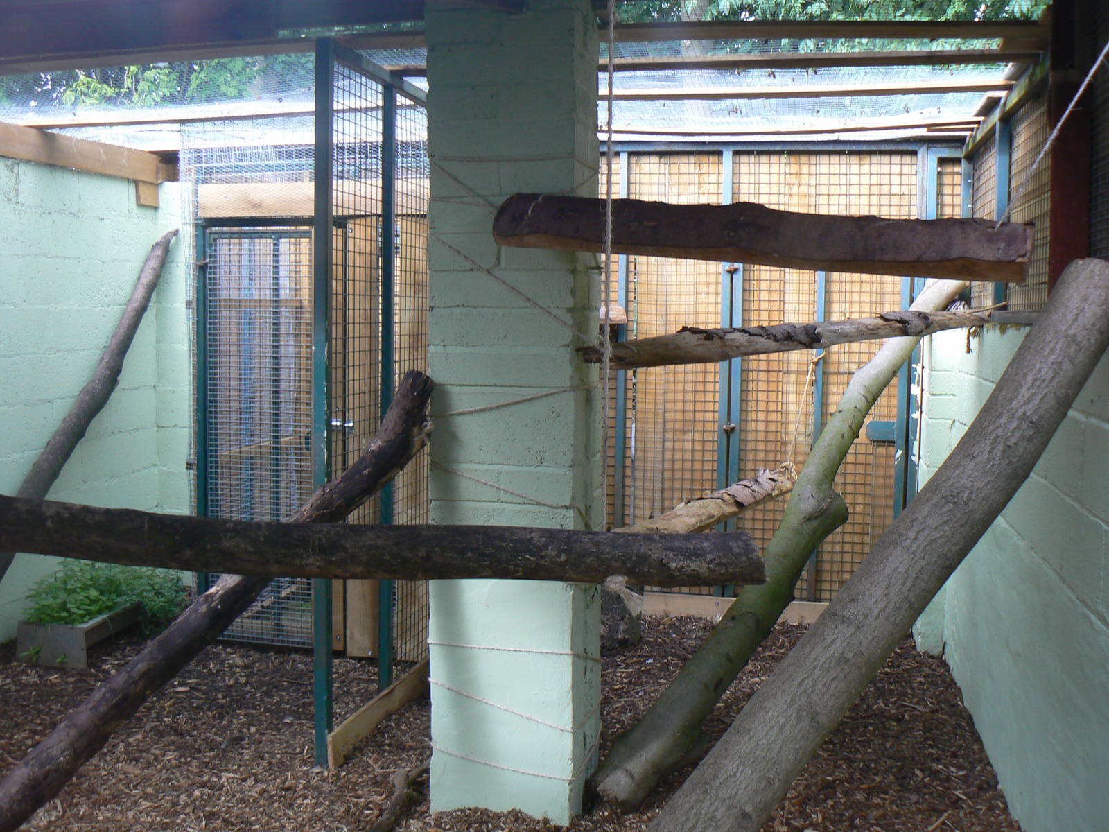 View of Most of the European Genet Enclosure - 6 August 2016, Kirkley Hall