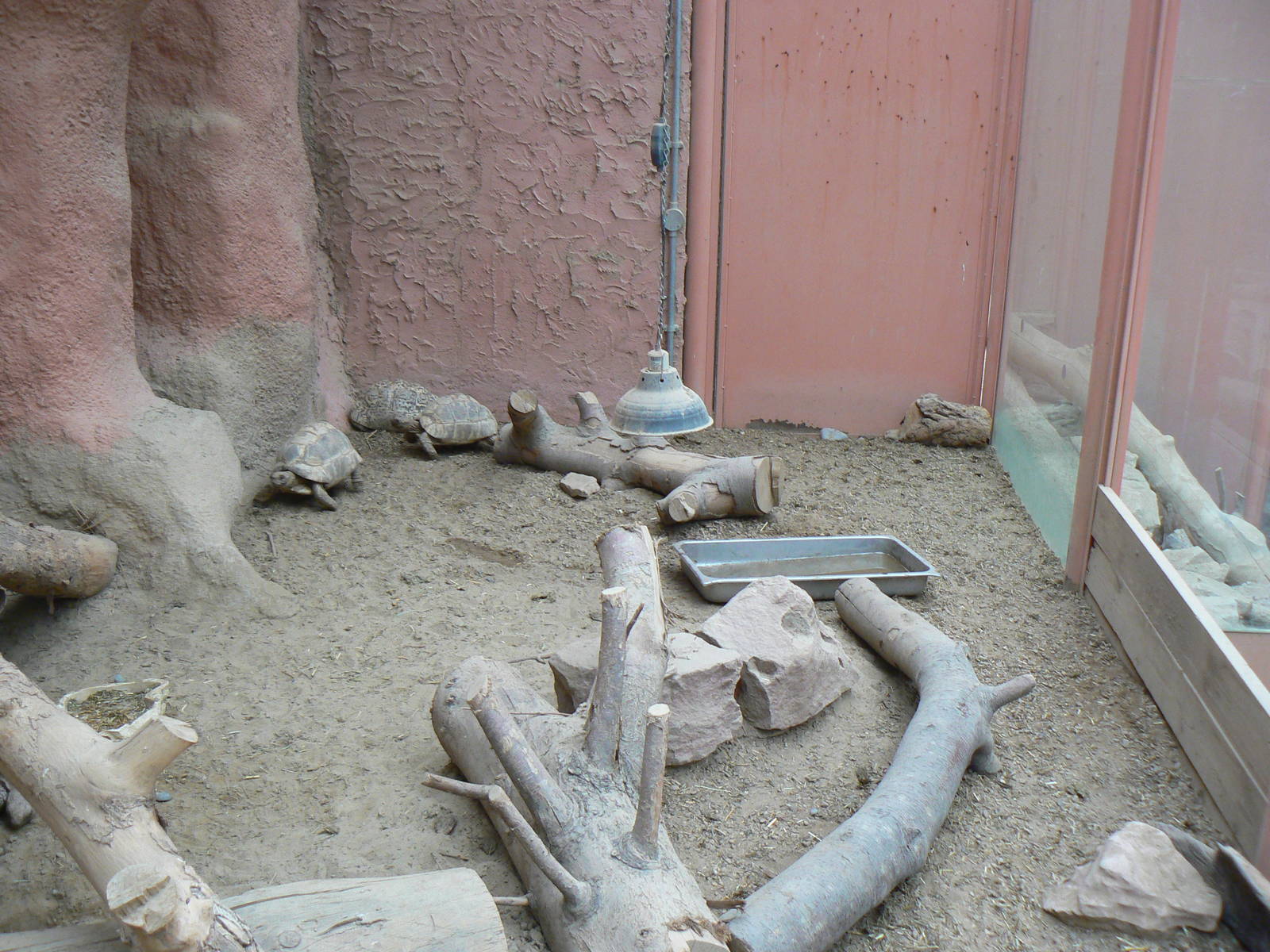 View of most of the Leopard Tortoise Enclosure - 1 October 2016