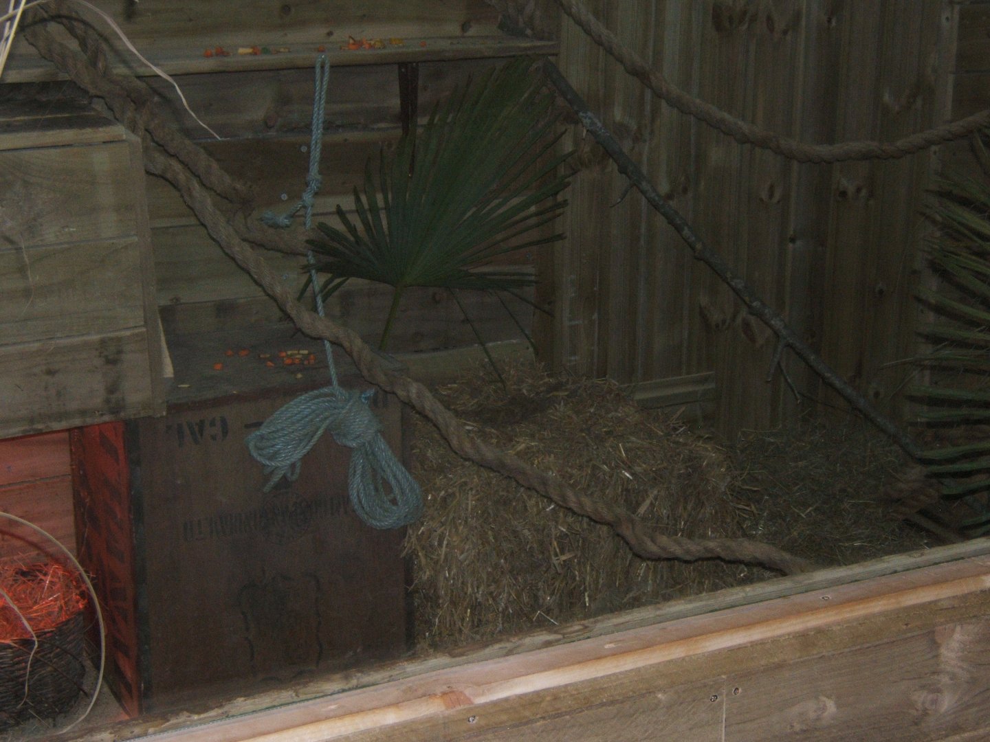 View of Neumann's Grass Rat enclosure