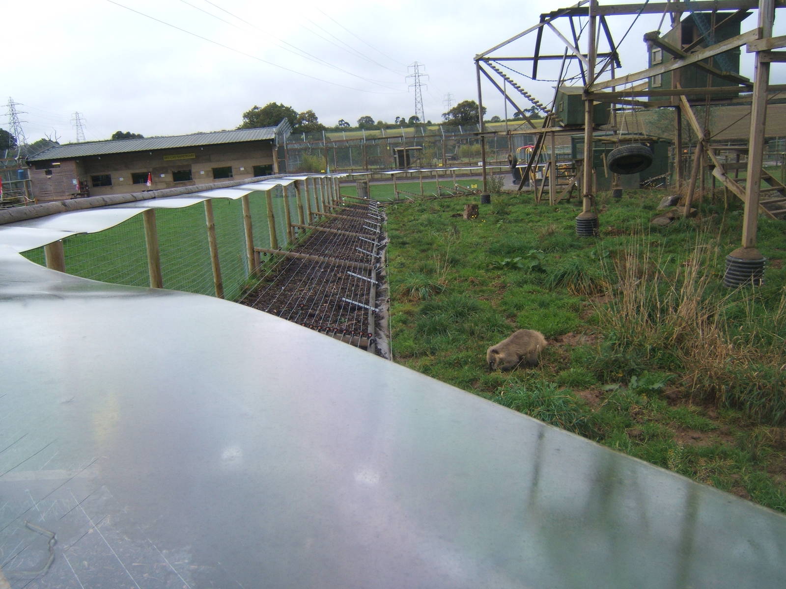 View of new Brown-nosed Coati exhibit