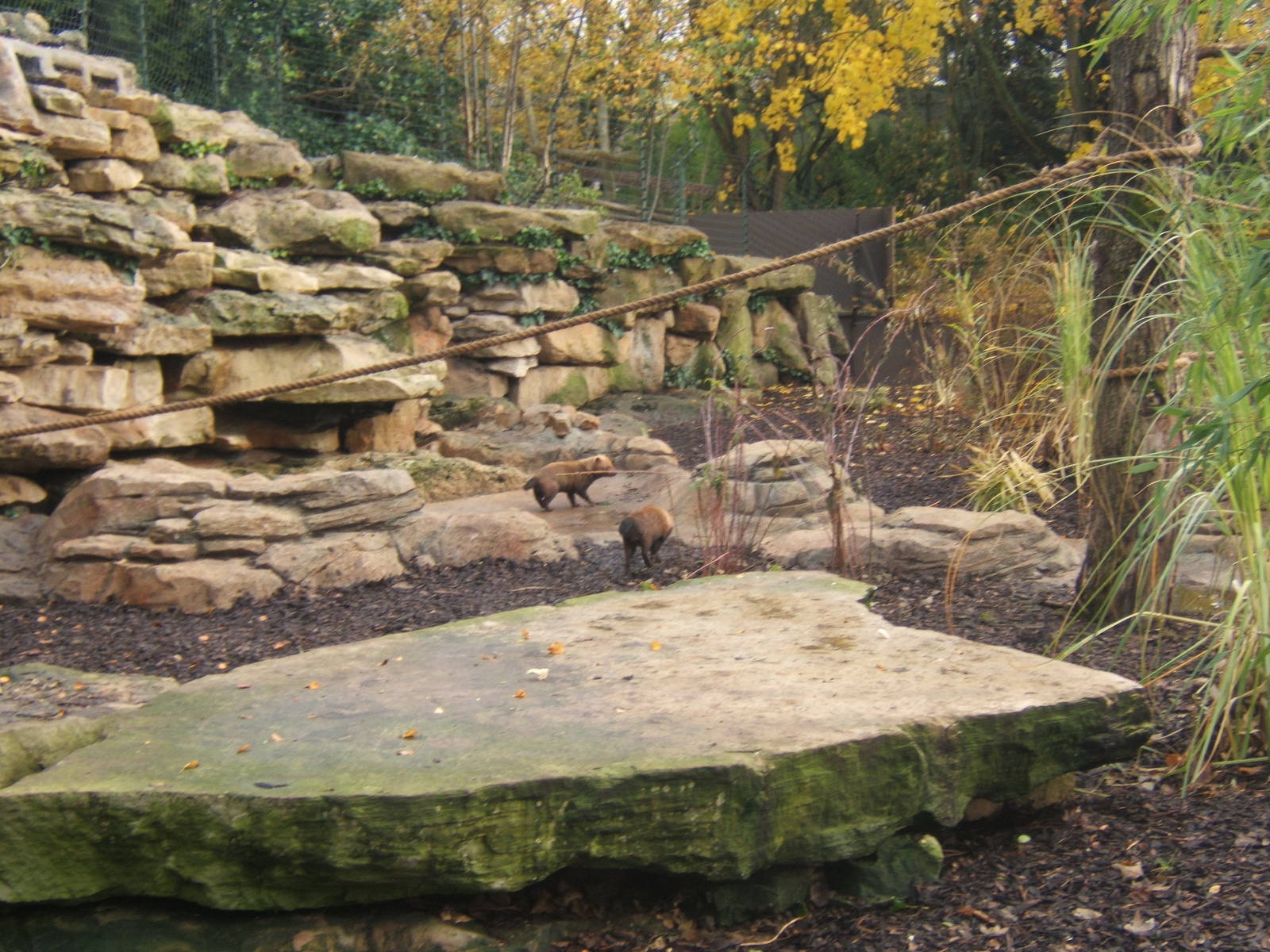 View of new Bush Dog/Brown-nosed Coati enclosure