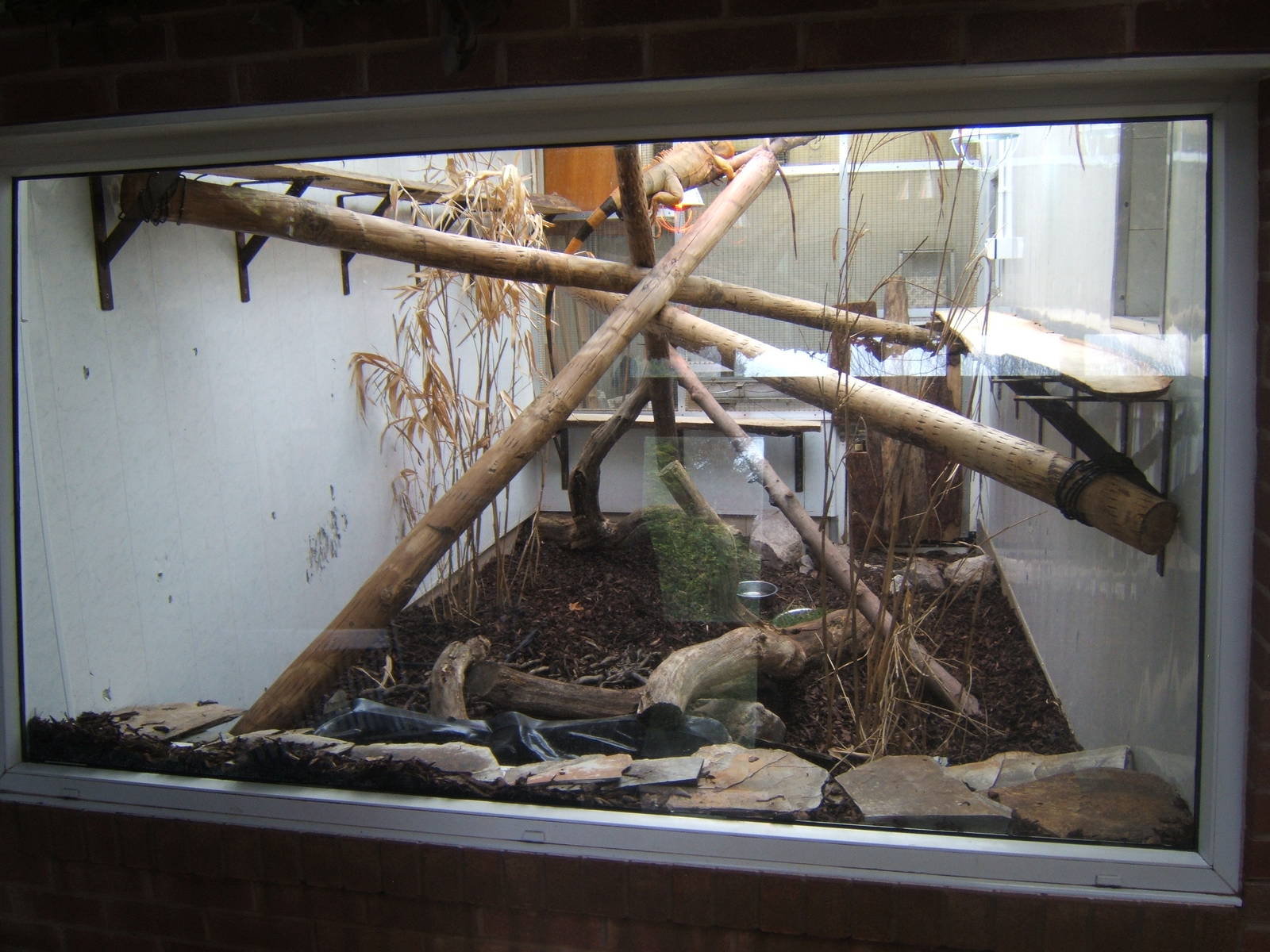 View of new Green Iguana exhibit