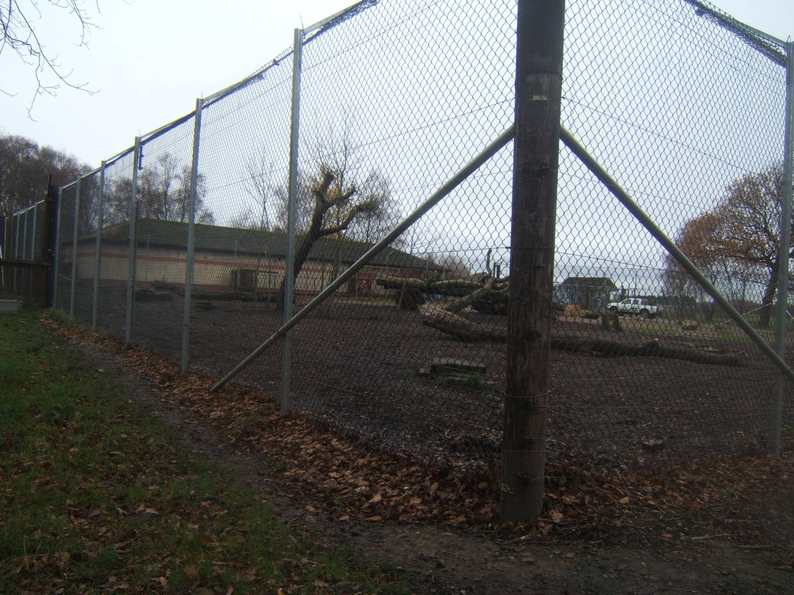 View of new Lion holding cage