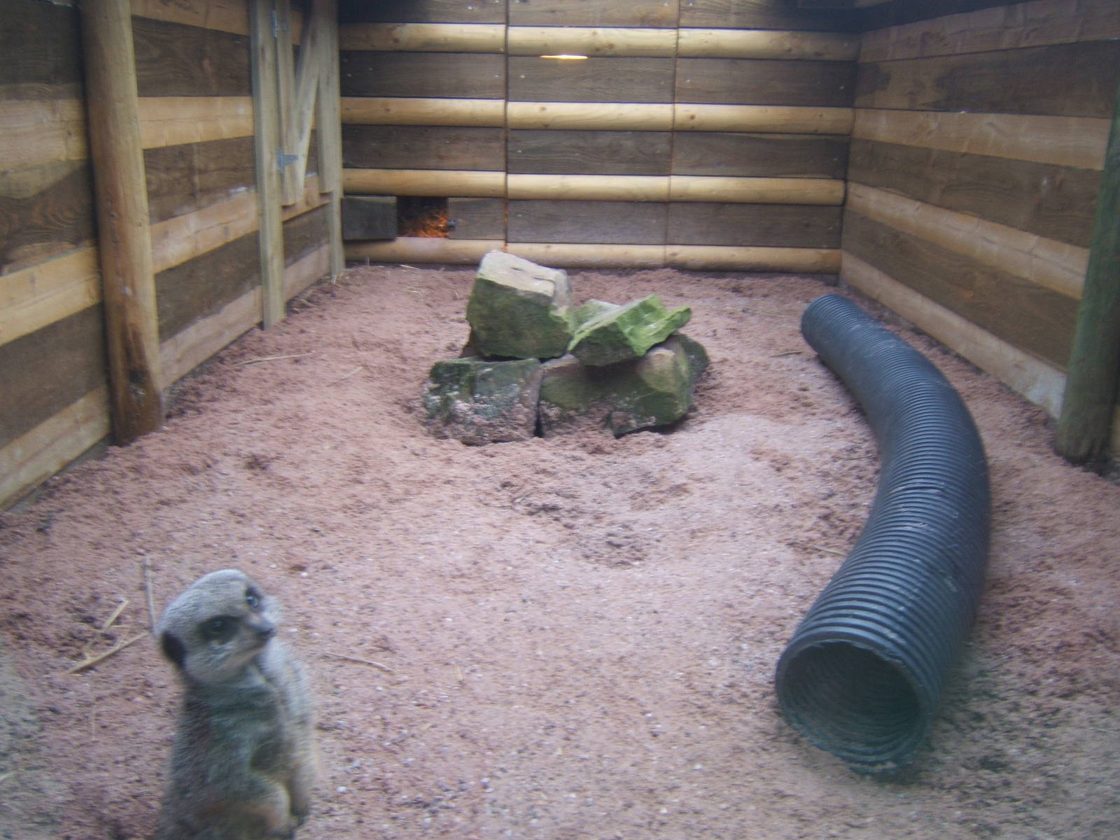 View of new Meerkat enclosure
