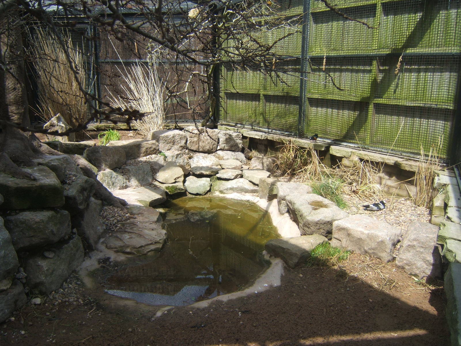 View of new mixed African Aviary