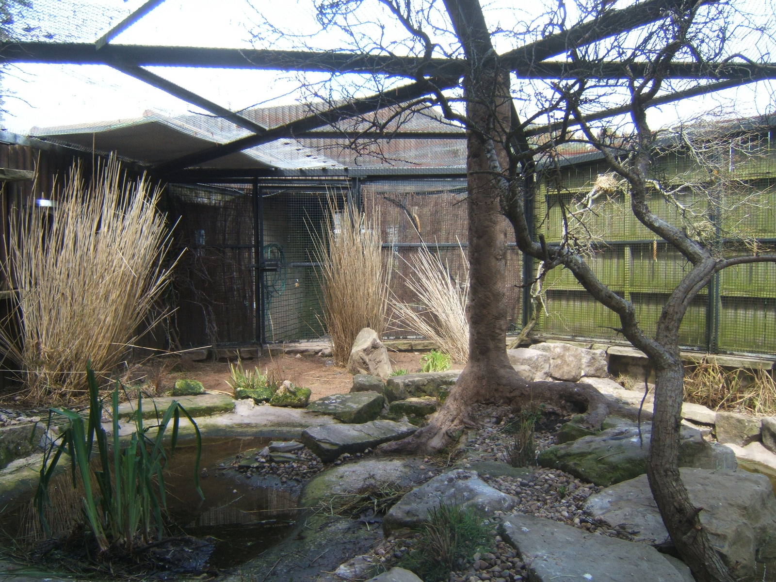 View of new mixed African Aviary