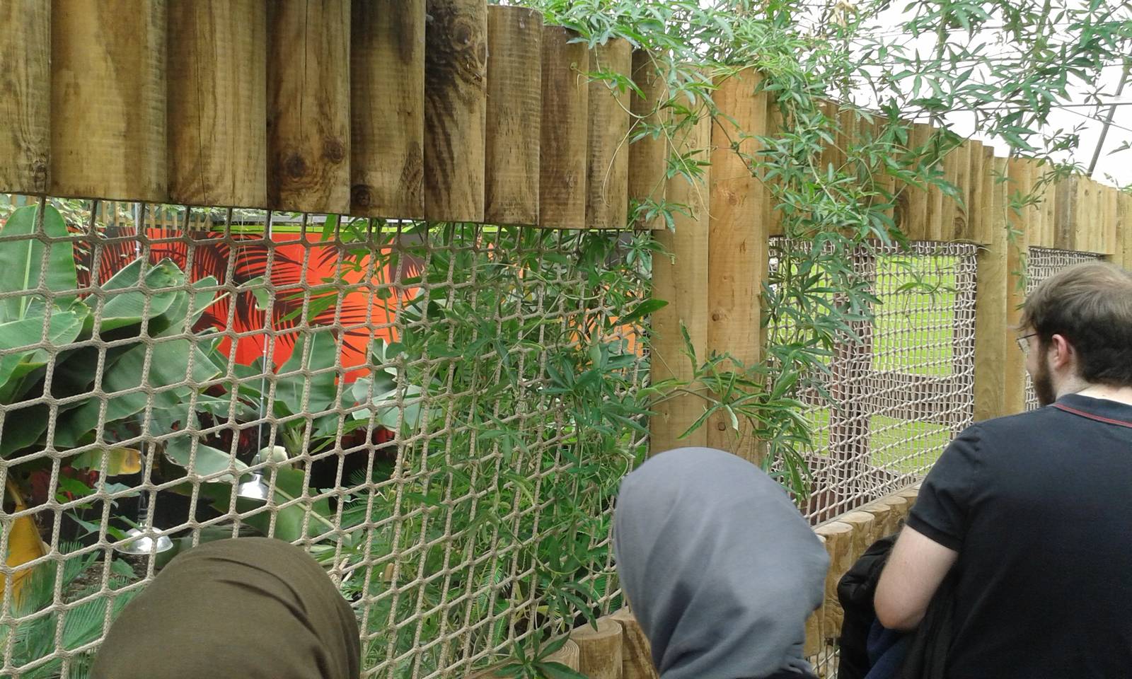 View of new Morelet`s Crocodile enclosure