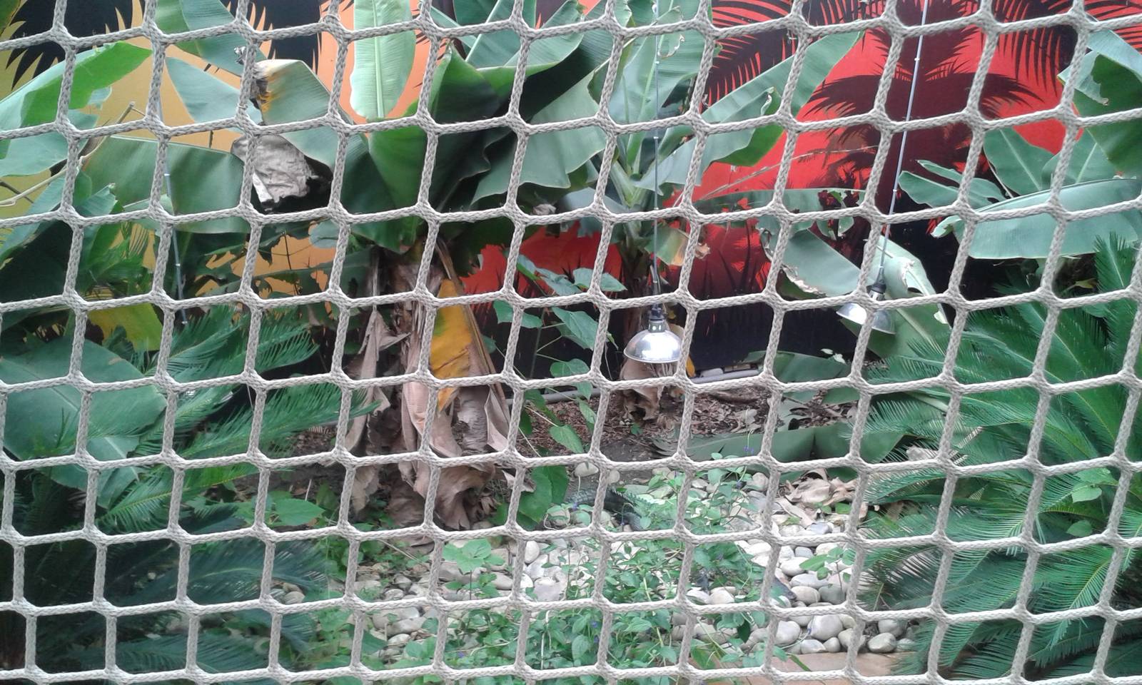 View of new Morelet`s Crocodile enclosure