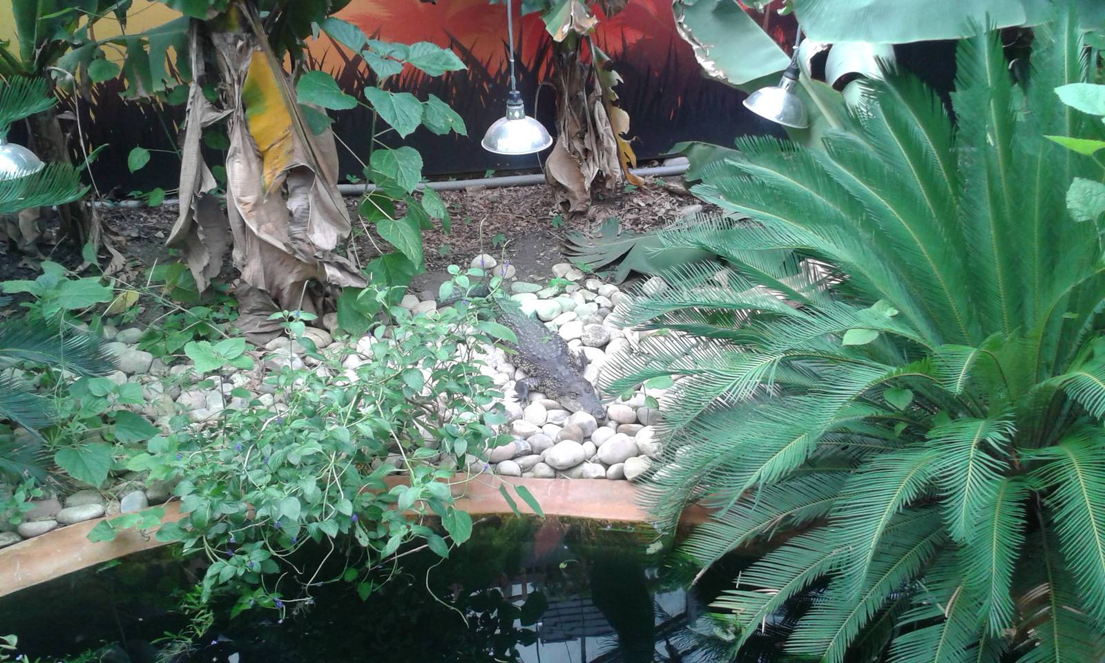 View of new Morelet`s Crocodile enclosure