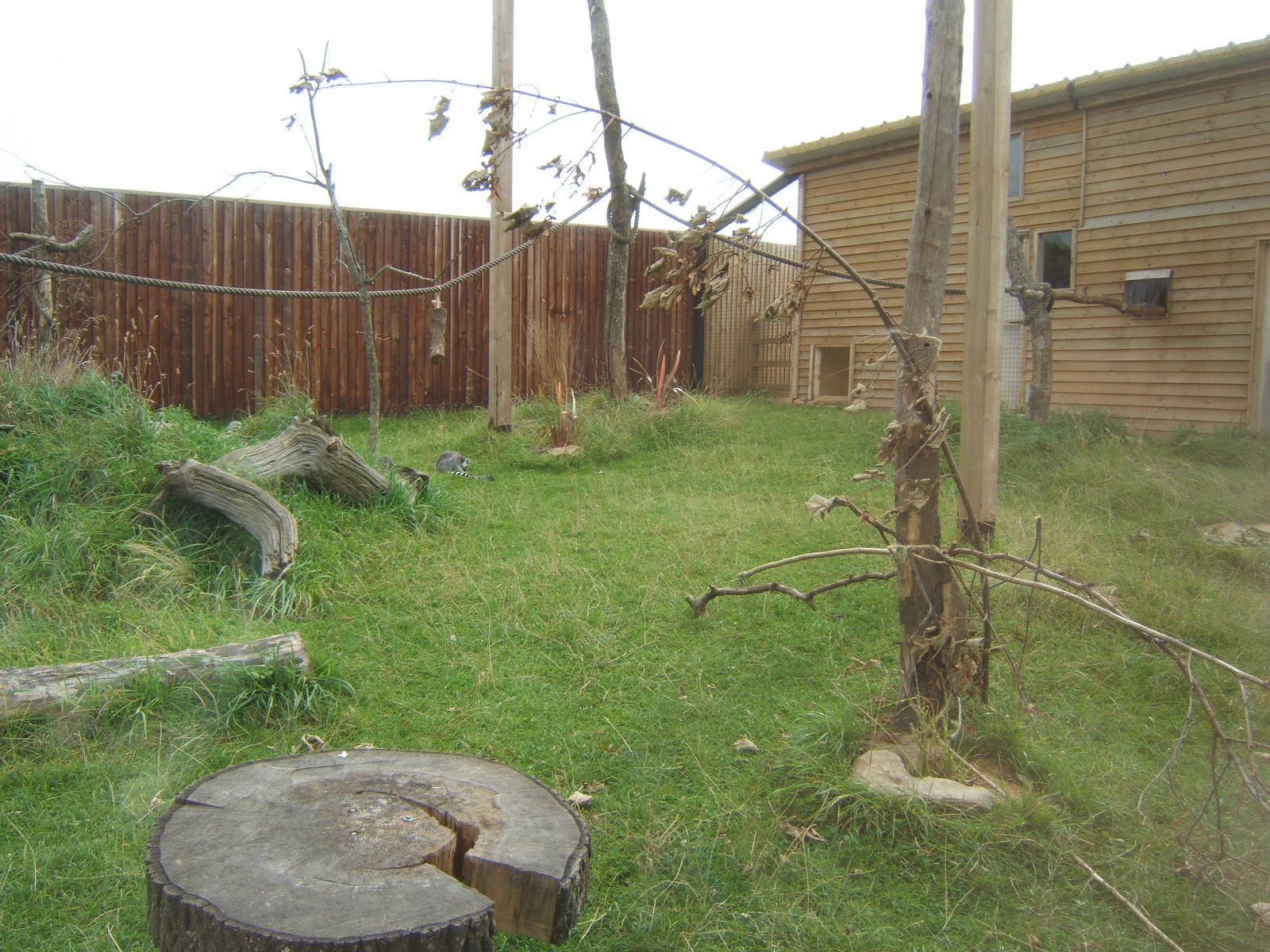 View of new Ring-tailed Lemur and Leopard Tortoise House and enclosure