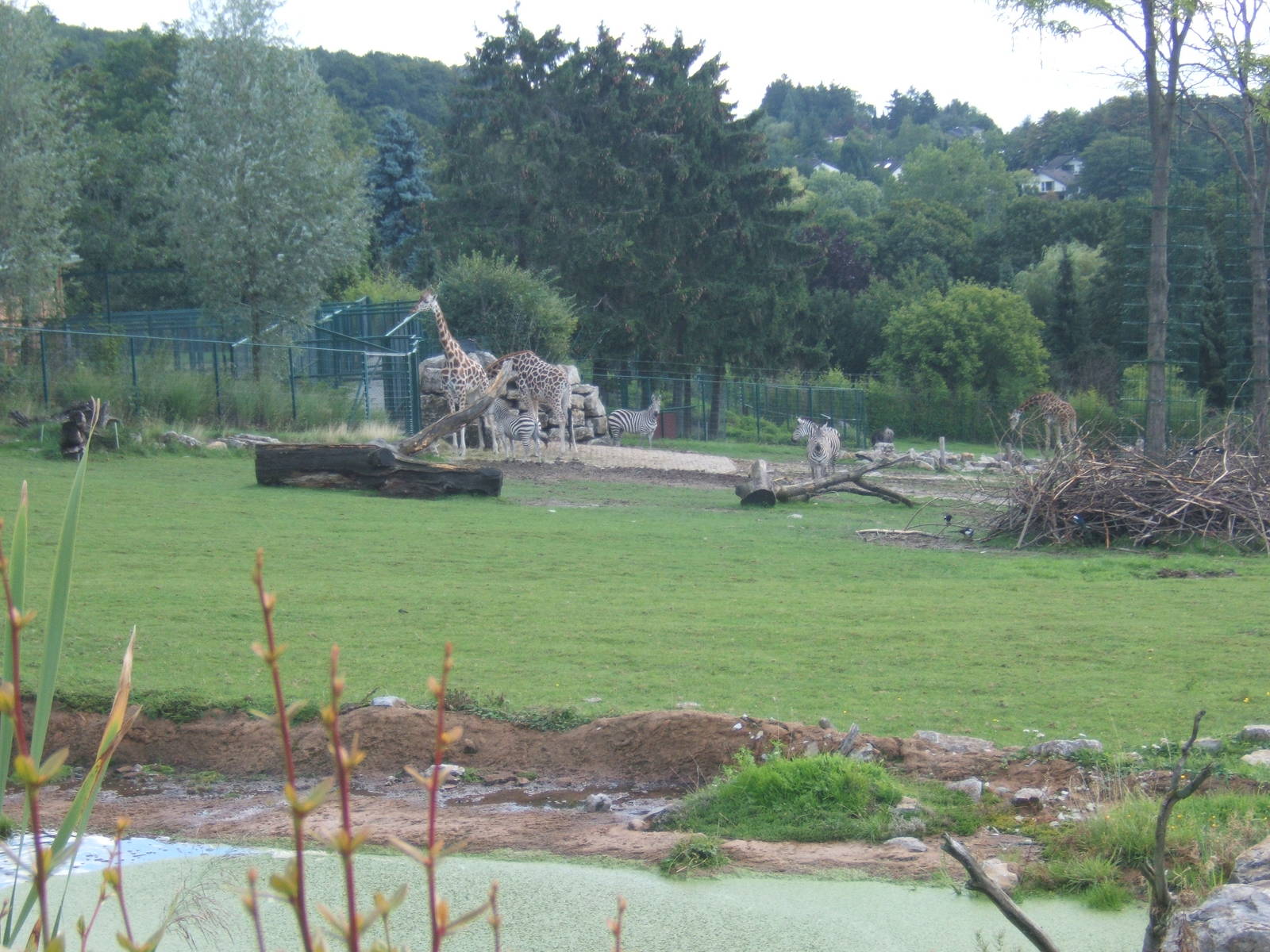 View of new savannah exhibit