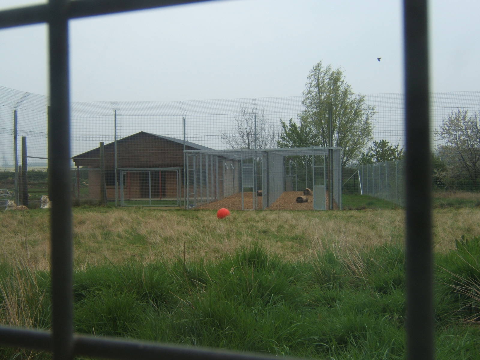 View of new Tiger House and White Tiger enclosure