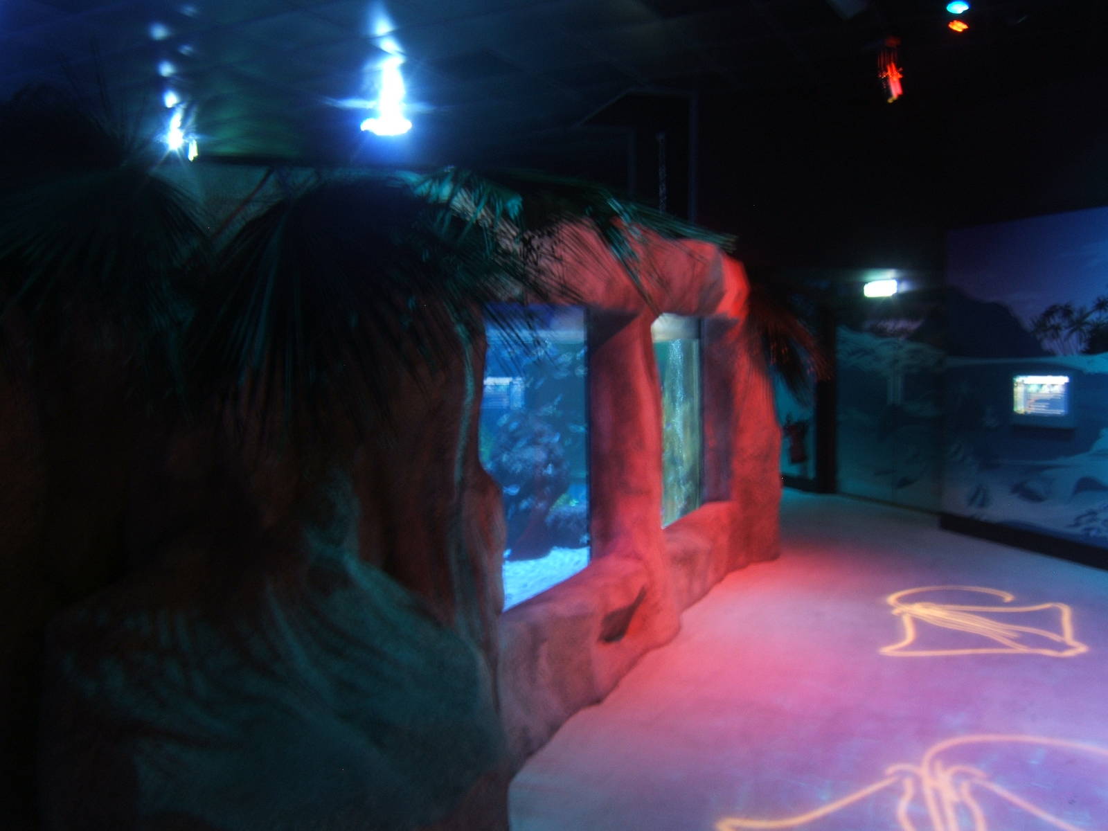 View of new tropical ray tank