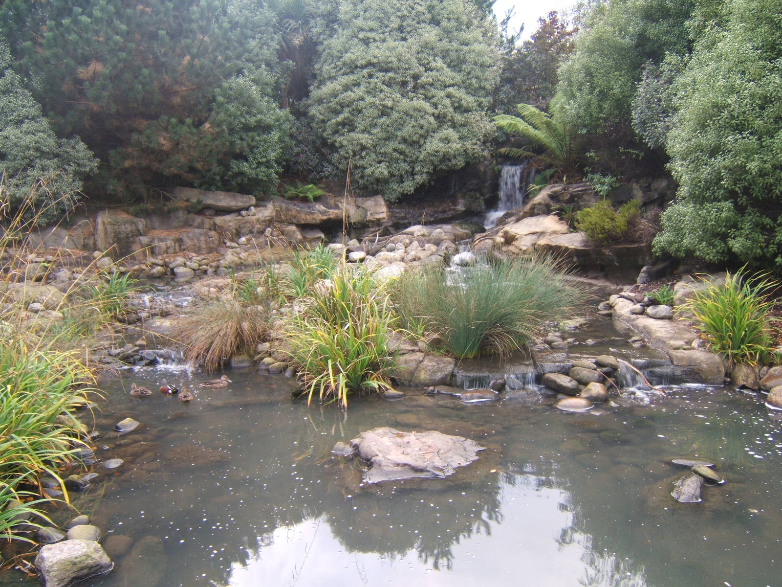 View of New Zealand enclosure