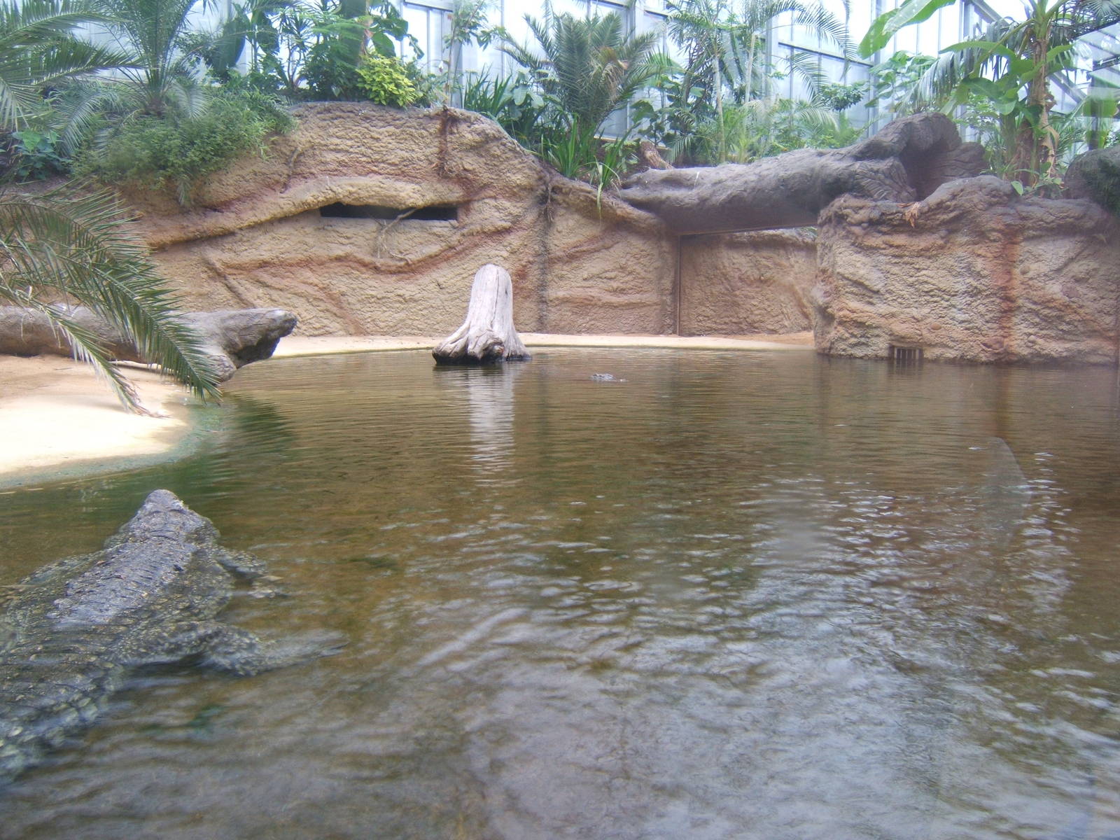 View of Nile Crocodile enclosure