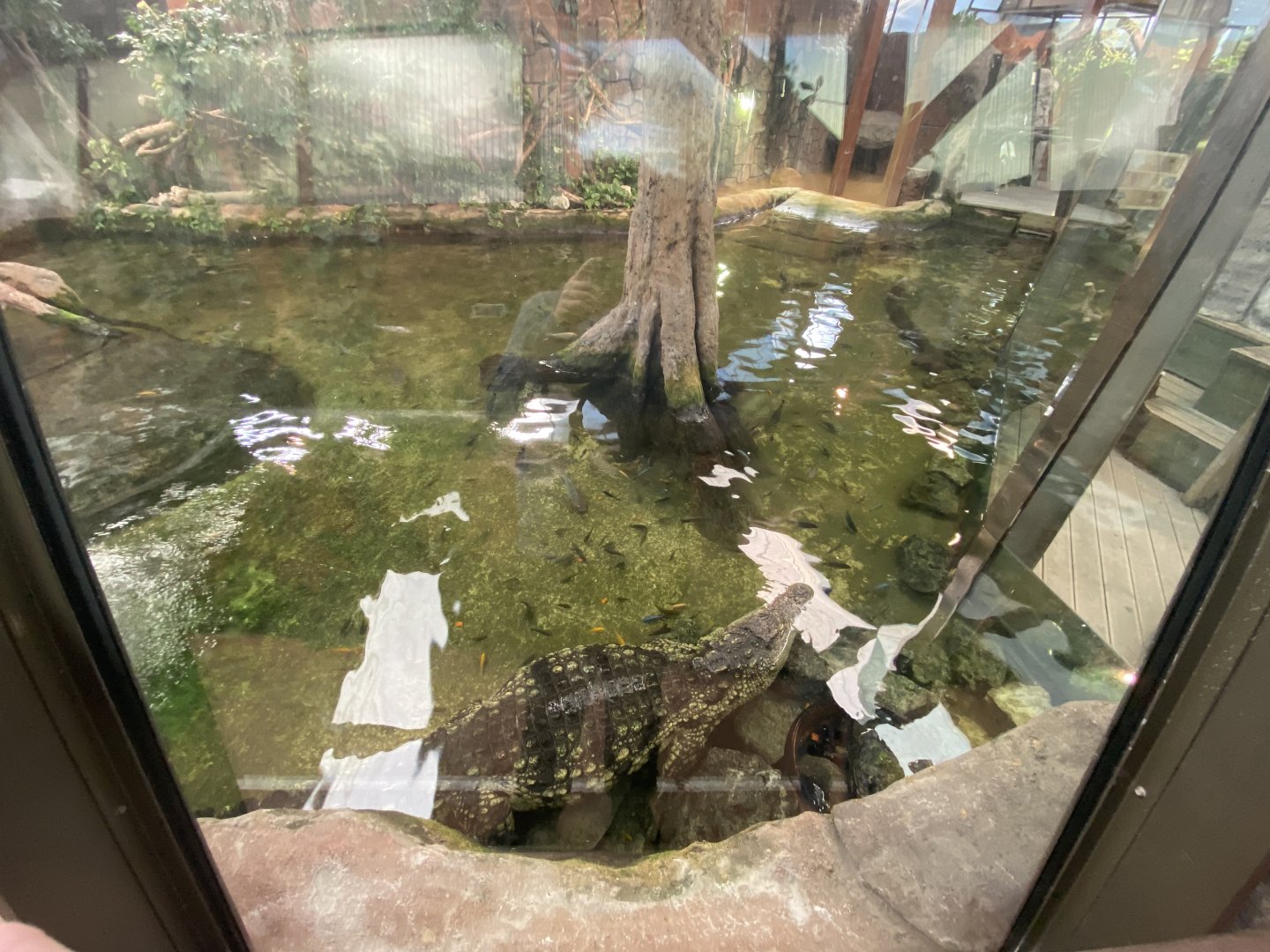 View of Nile crocodile pool