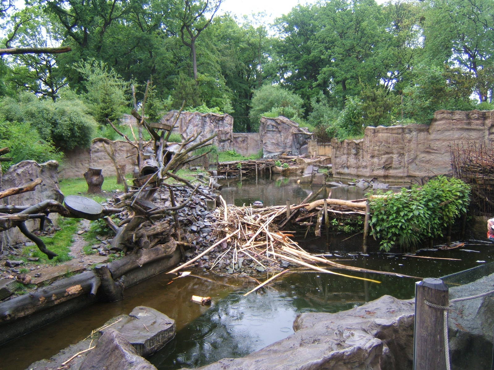 View of North American Tree Porcupine and Beaver enclosure
