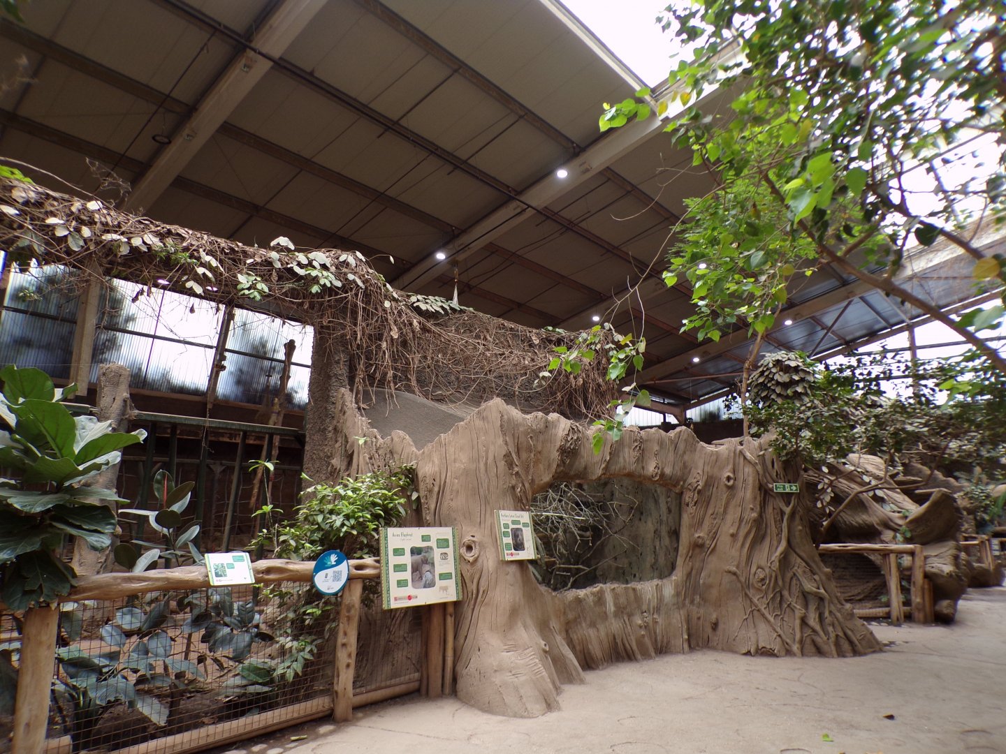 View of North Luzon giant cloud rat enclosure in the elephant house 29.6.24