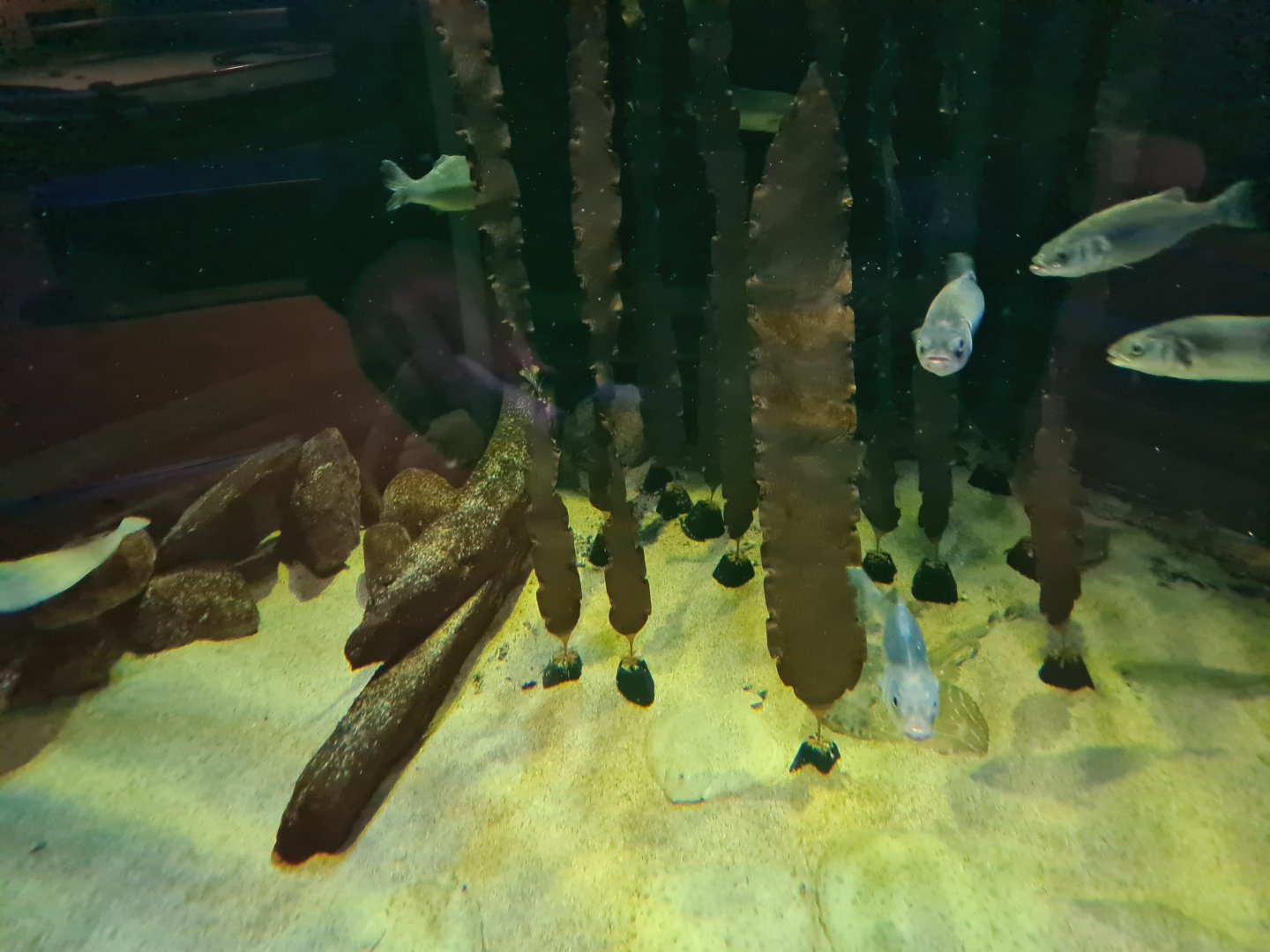 View of North Sea tank