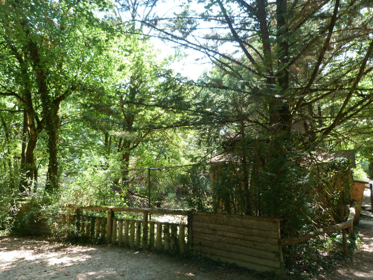 View of northern raccoon exhibit -Zoodyssée (2025)