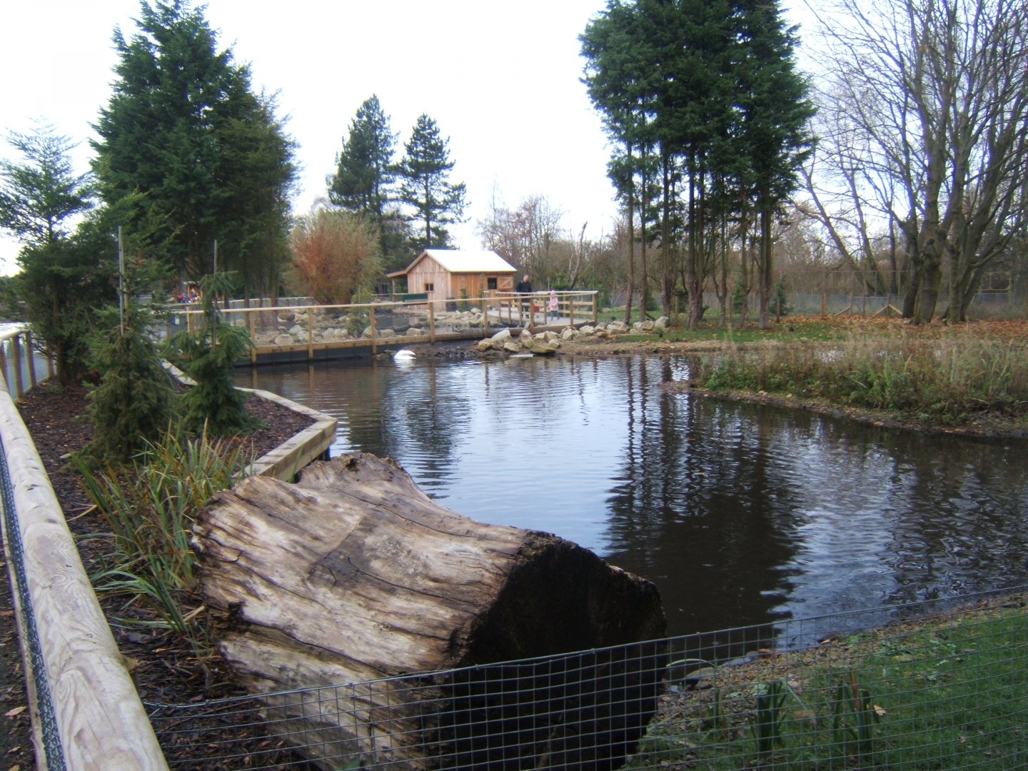 View of Northern swamps and forest exhibit