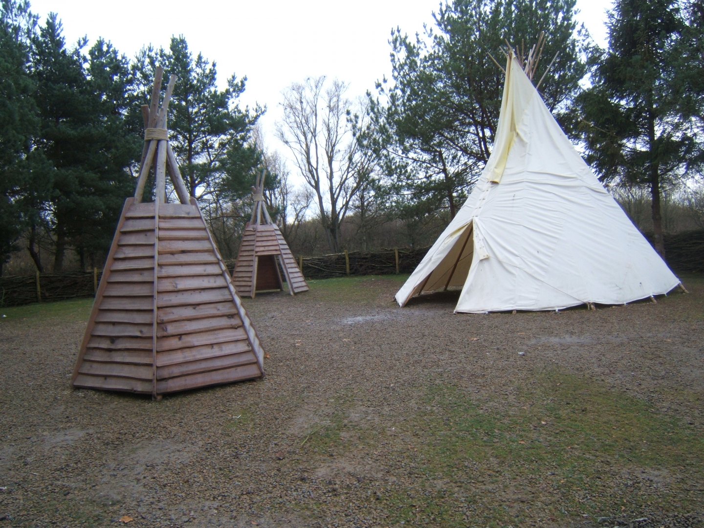 View of Northern swamps and forest exhibit