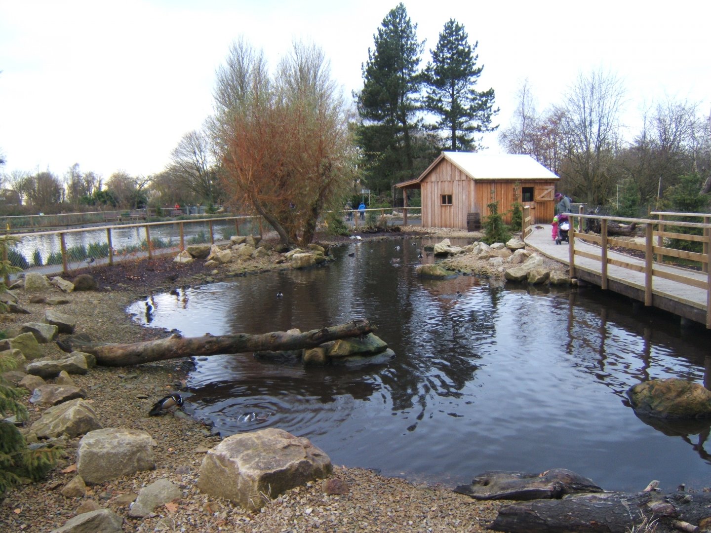 View of Northern swamps and forest exhibit