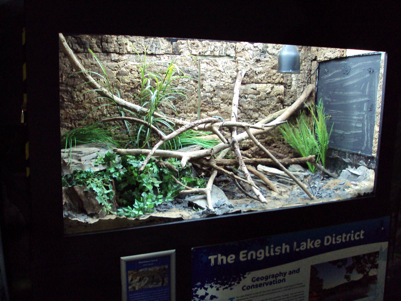 View of Ocellated Lizard exhibit