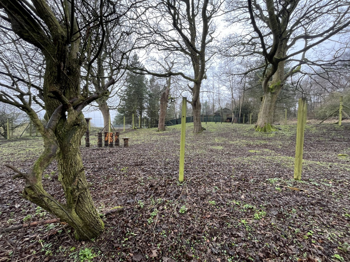 View of off-show Bagot goat enclosure from outside the zoo 10.3.24