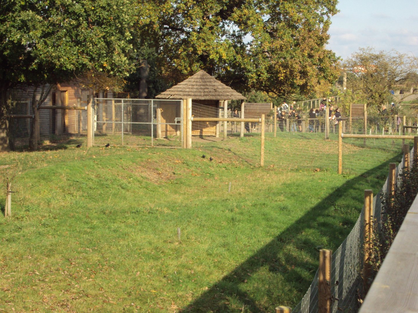 View of Okapi enclosure 30/10/2019
