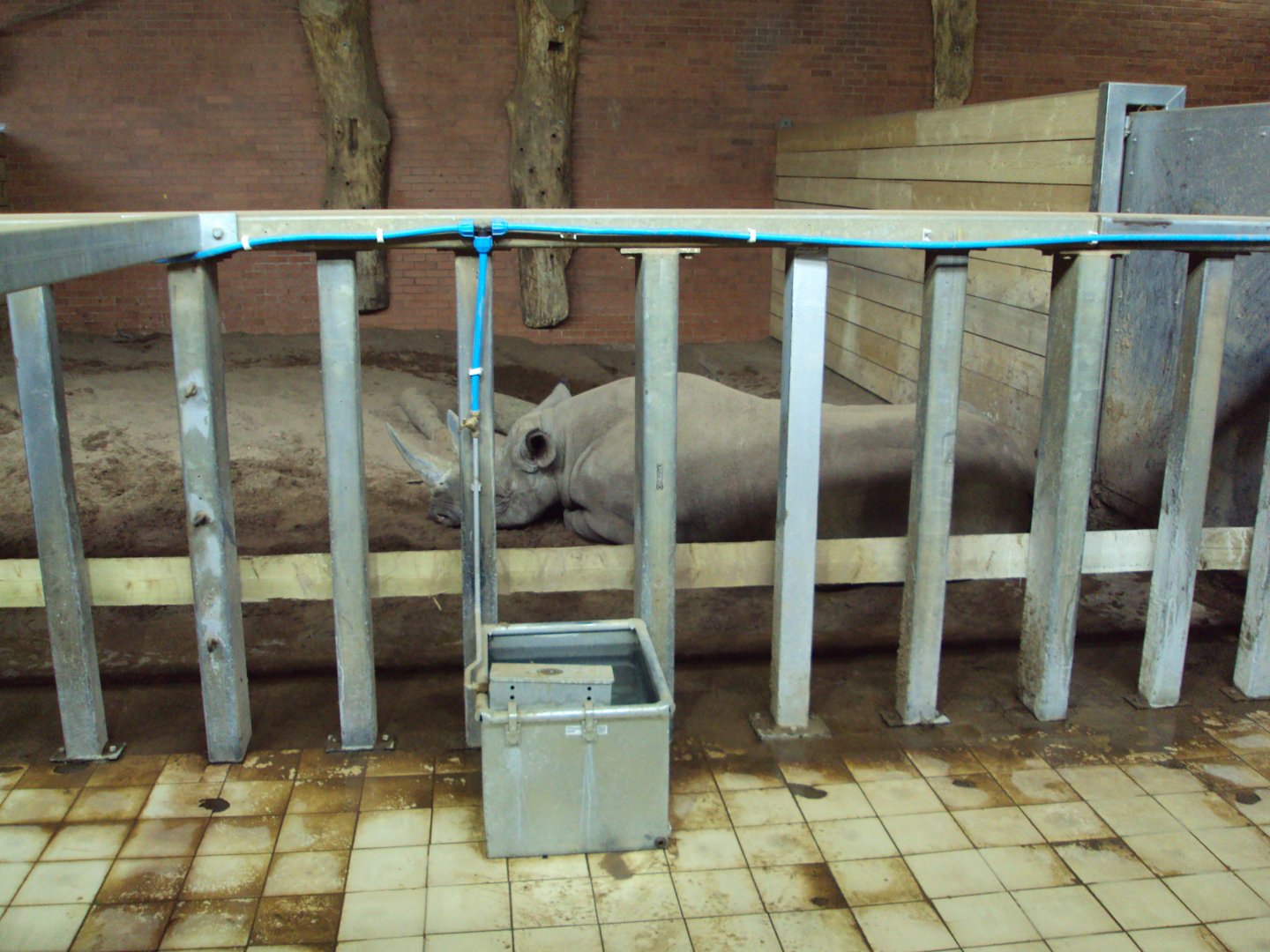 View of old Elephant house now housing Black Rhino 02/06/2019