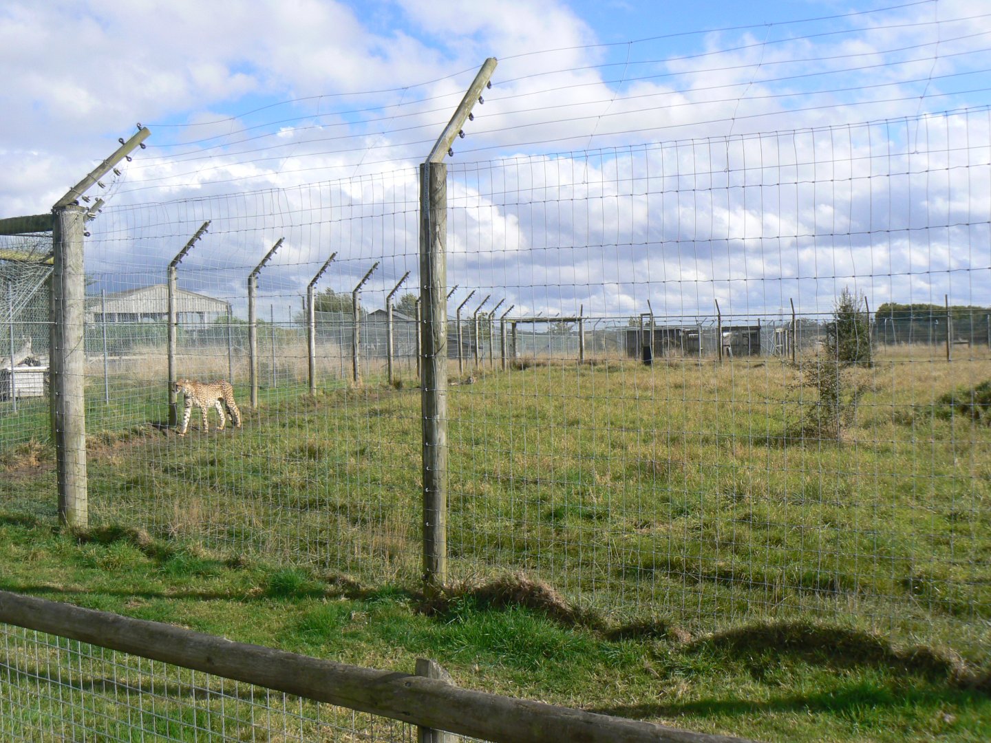 View of one of the Cheetah Enclosures - 16 October 2016