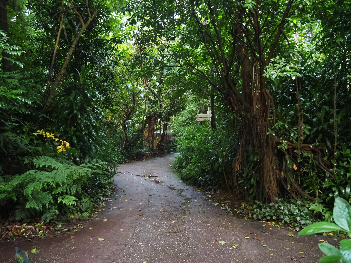 View of one of the main pathways in Burgers' Bush (Sep 16th, 2018)