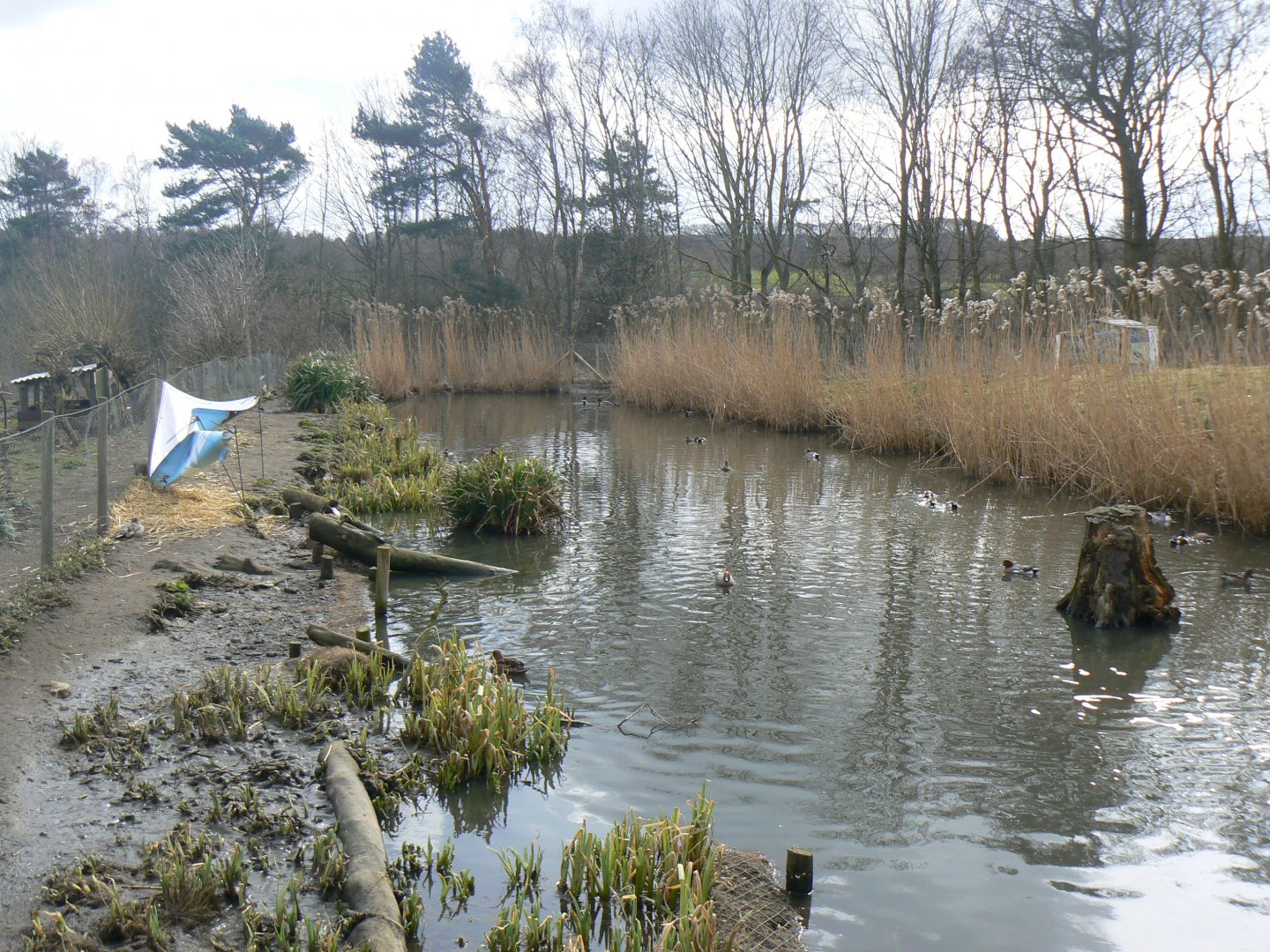 View of one of the Pens - 28 March 2018