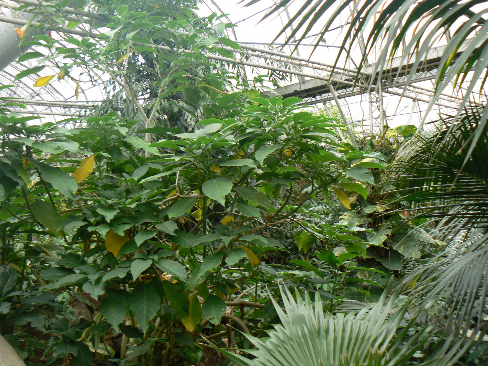 View of One of the Tropical Houses - 21 May 2016