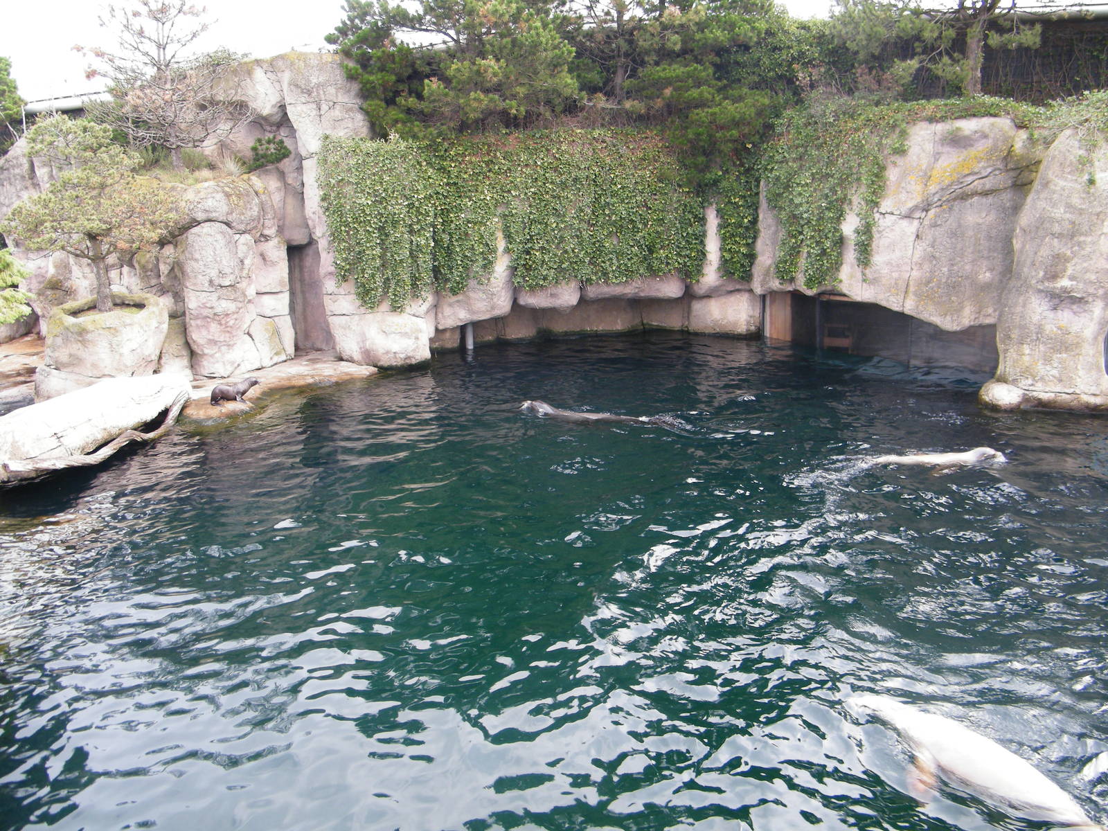 View of one part of the sea lion enclosure