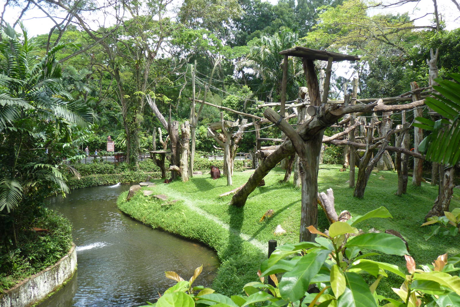 View of Orangutan island, December 2015