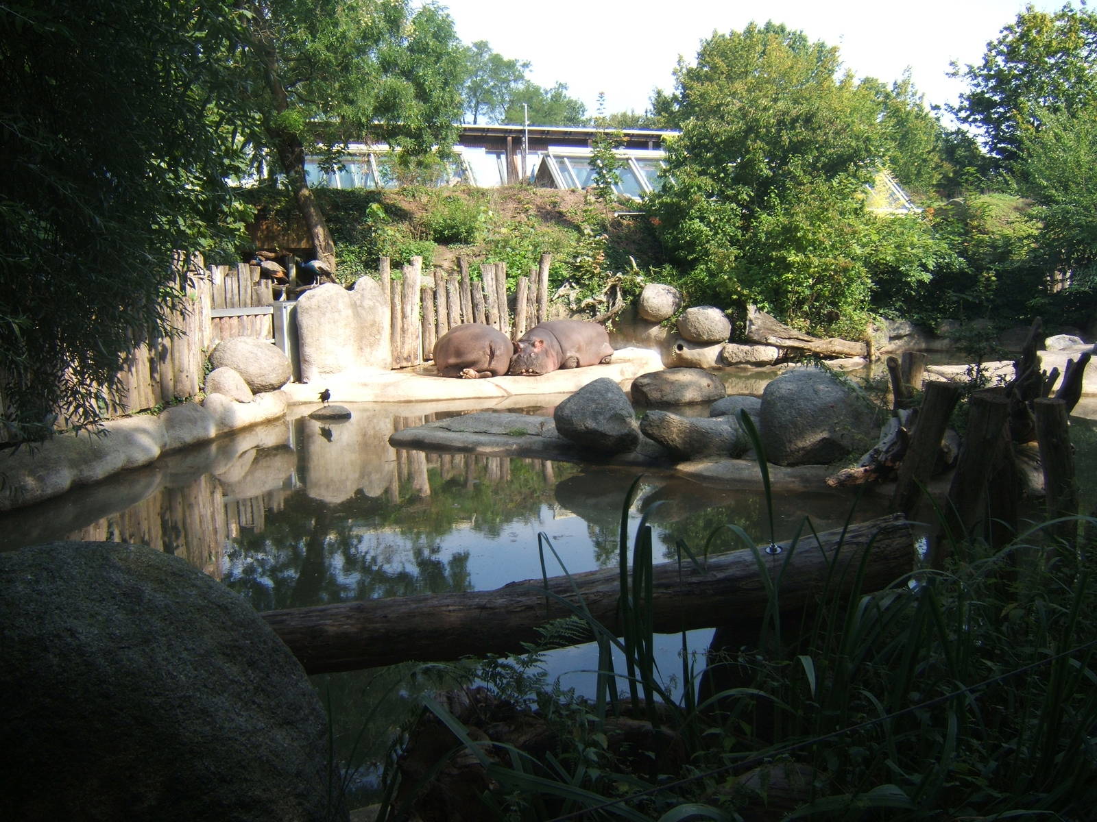 view of other Hippo enclosure