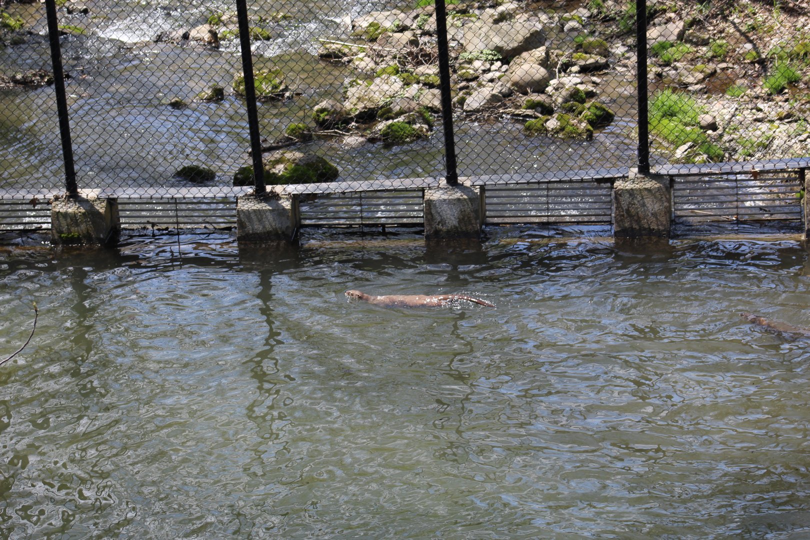 View of Otter Enclosure