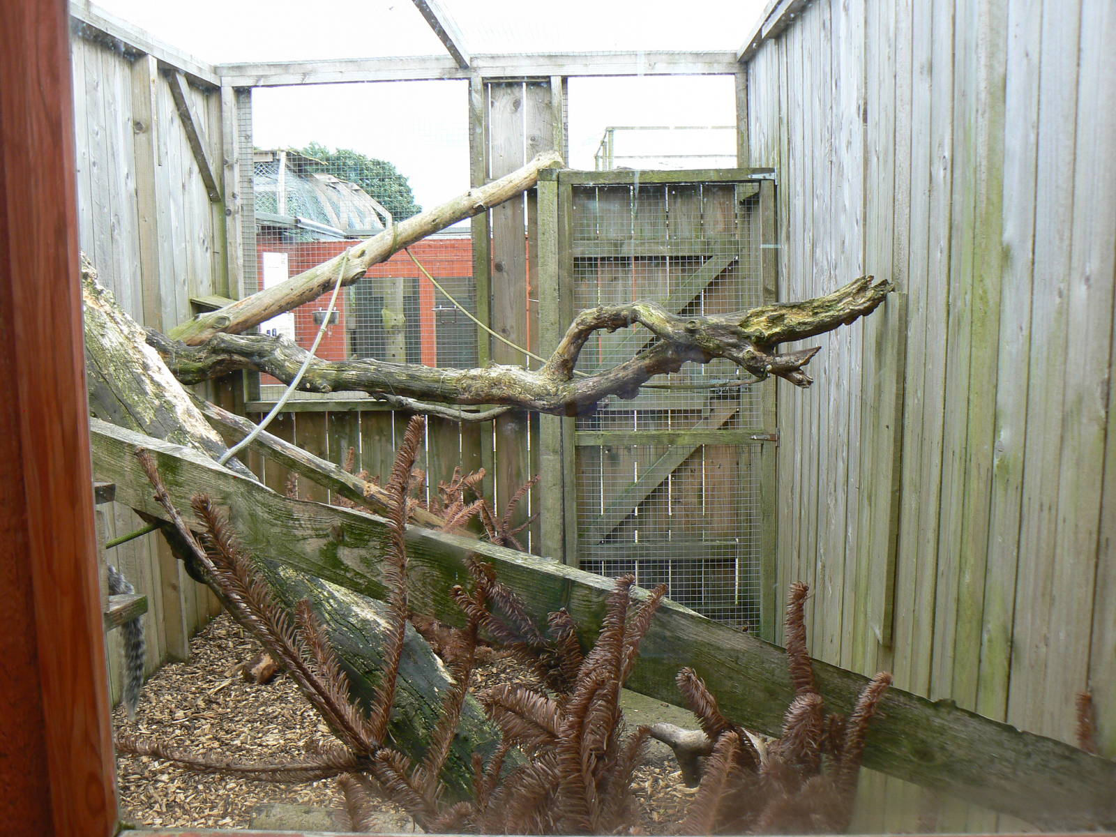View of Outdoor Common Marmoset Enclosure - 6 August 2016, Kirkley Hall Zoo