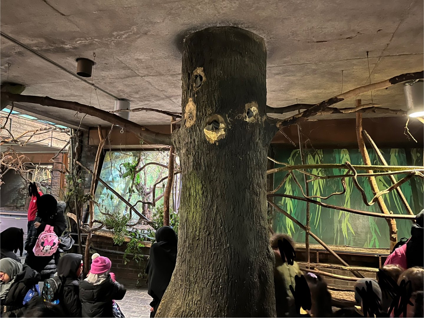 View of overhead branches in South American area 11.2.25