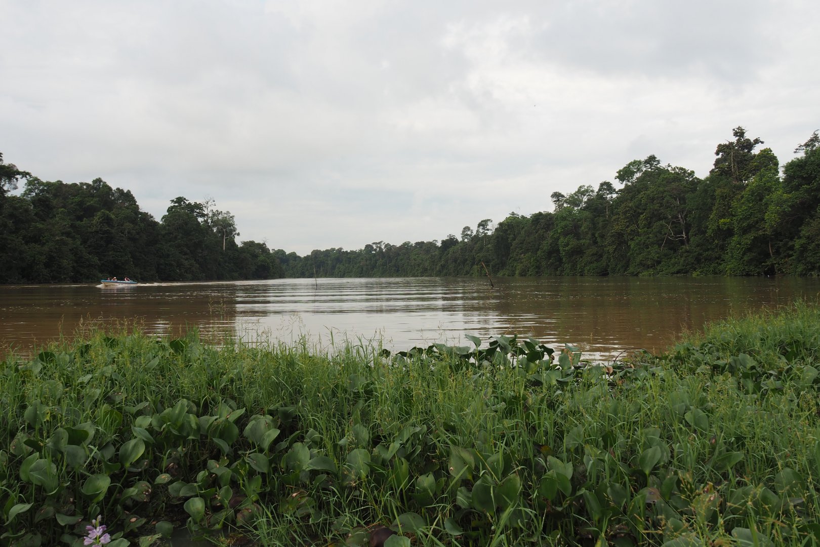 View of Oxbow Lake - Kinabatangan River, Sabah, Borneo