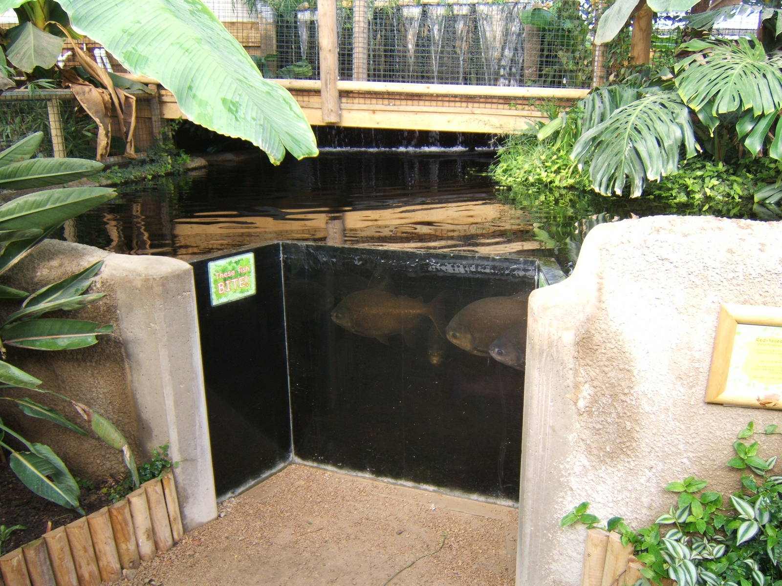View of Pacu pool in Tropical House