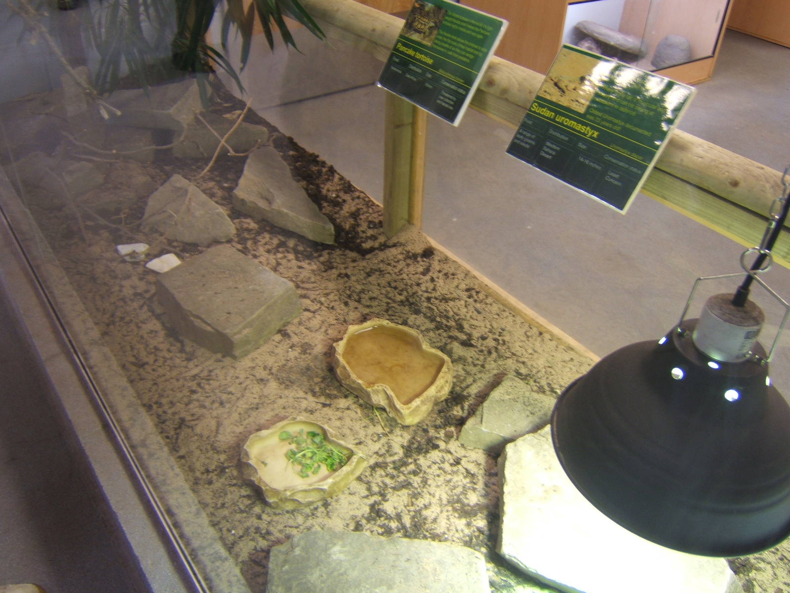 View of Pancake Tortoise and Sudan Uromastyx