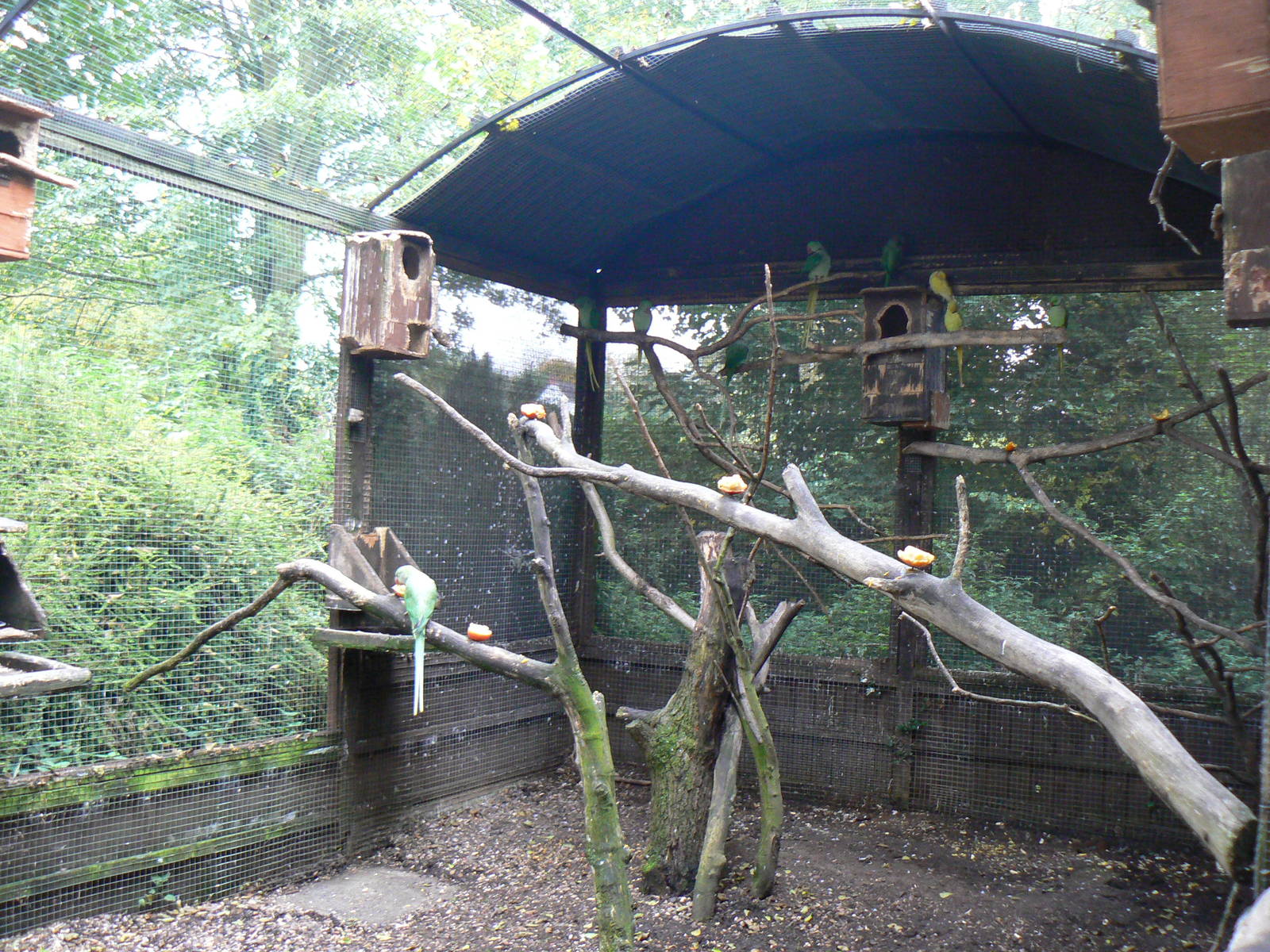 View Of Parakeet Aviary- 18 October 2015