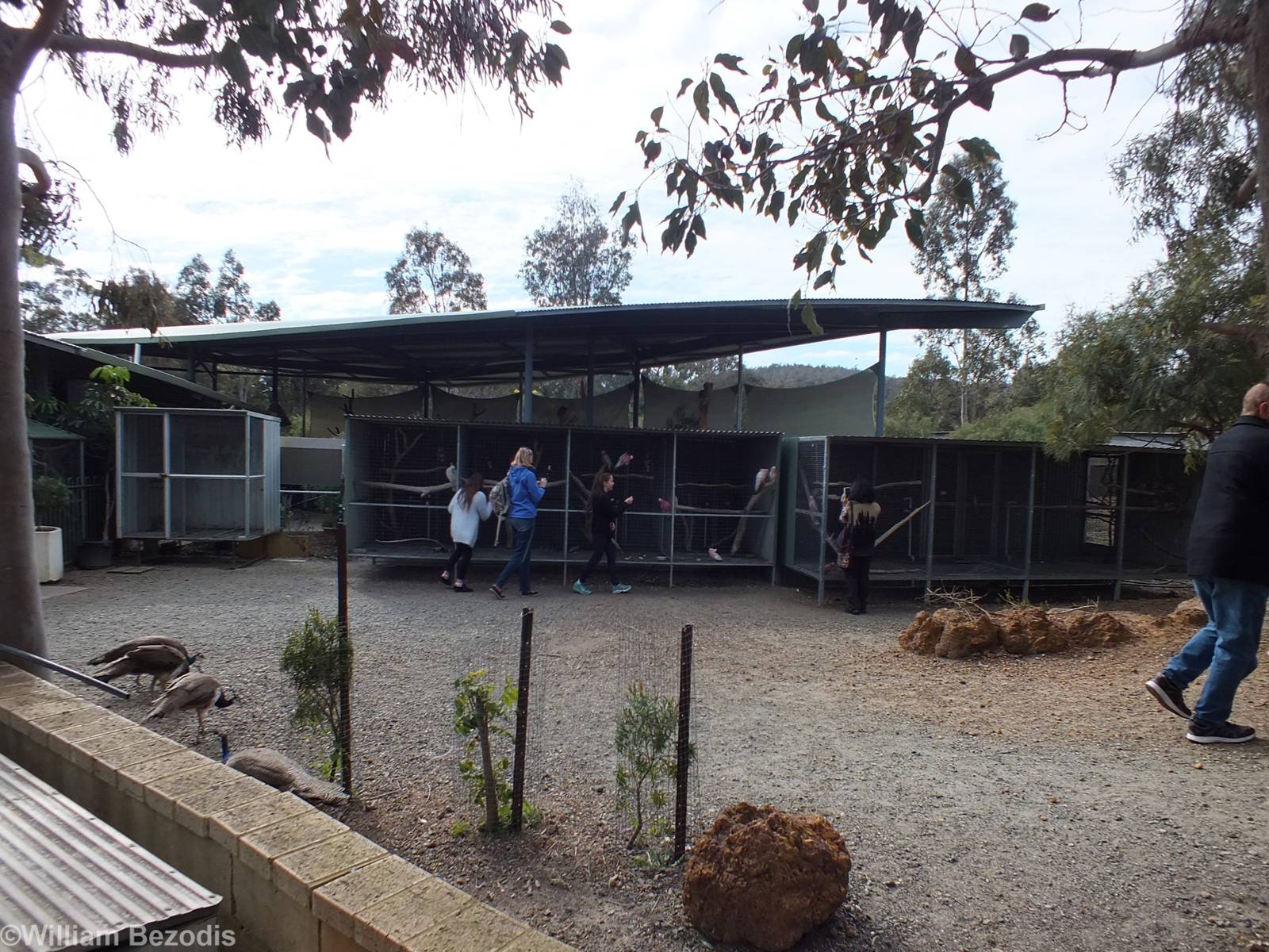 View of Parrot Aviares and Top of Koala Building Behind - Cohunu Koala Park