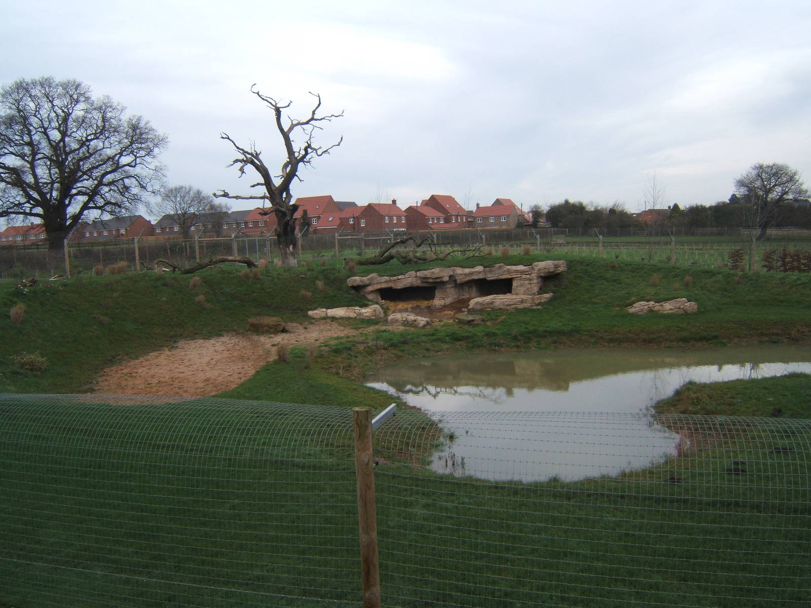 View of part African Hunting Dog exhibit