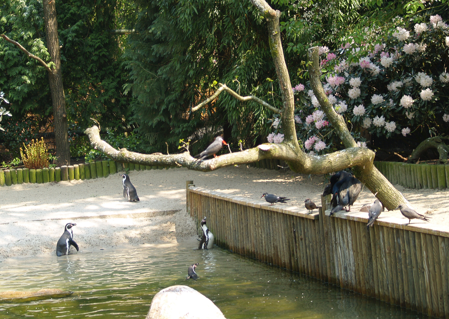 View of part of coastal walk-through aviary with Humboldt penguin, Inca tern and Guanay cormorant, May 2006