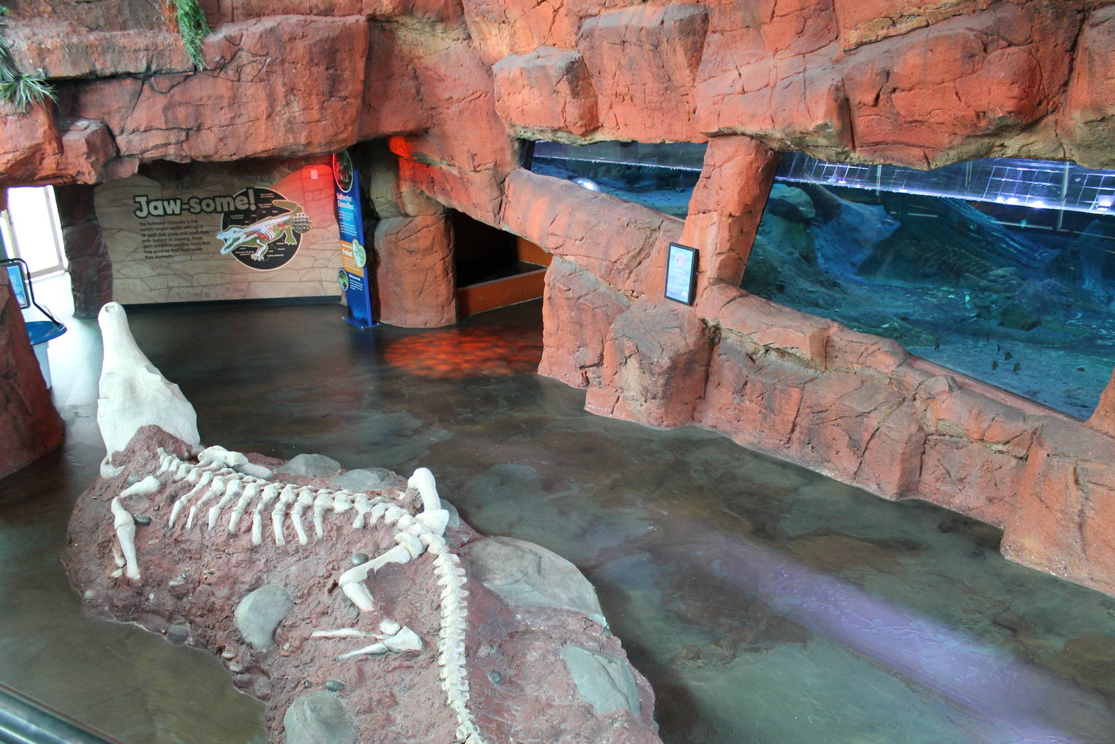 view of part of crocodile display